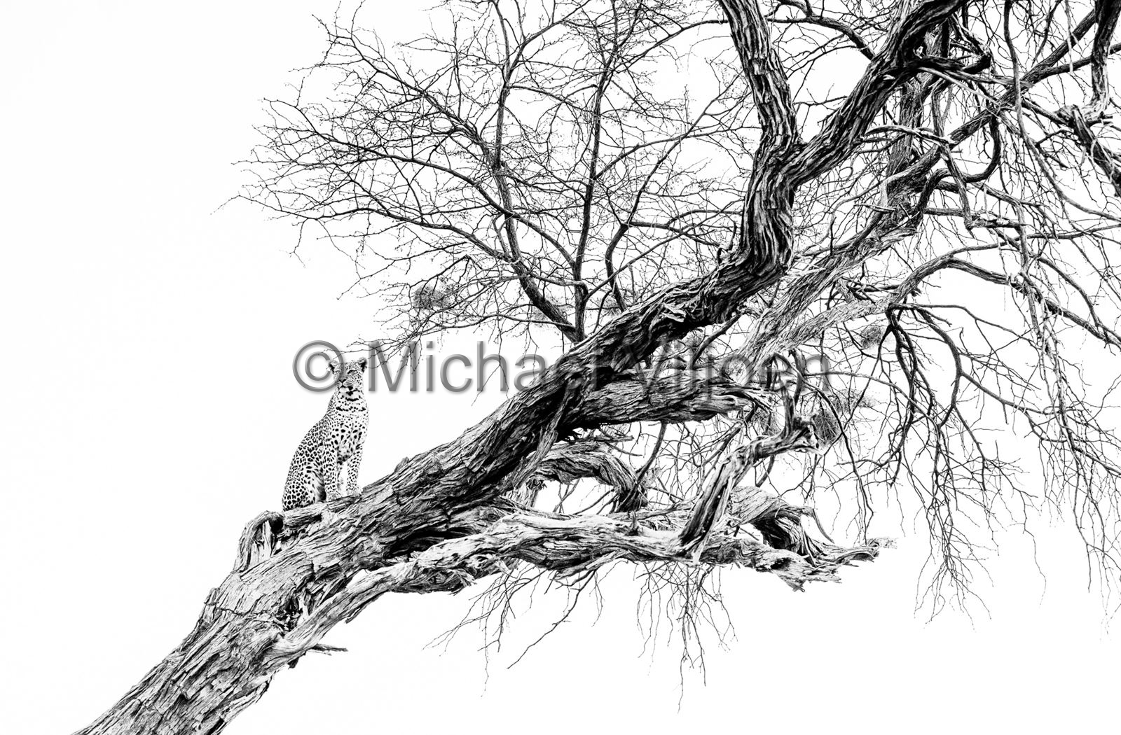 Black and White Photography